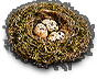 -HDN-birdBox-birds_nest.png