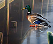 PRE-bread-feedDuck+duckFed.png