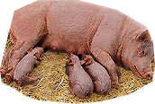 PRE-piglet-returnPiglet+returned.png