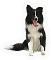 HDN-dog.png