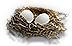 Bird's Nest