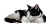 Sleeping Cat