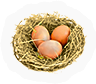 HDN-eggs-m1.png