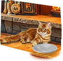 PRE-milk-milkForCat+milkSaucer.png