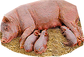 PRE-piglet-returnPiglet+returned.png