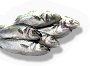 HDN-sea_of_galilee_fish.png
