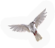 PCK-dove.png