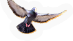 PCK-pigeon-m1.png