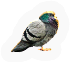 PCK-pigeon.png