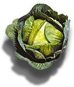 Cabbage