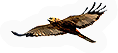 Hawk