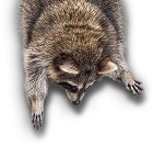 Raccoon