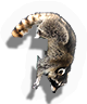Raccoon