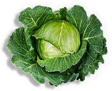 HDN-cabbage.png