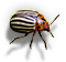 HDN-dead_colorado_beetle.png