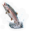 HDN-fish.png