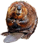 REQ-beaver.png
