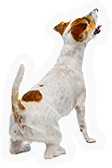 PCK-jack_russell.png