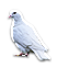 REQ-dove.png