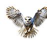 PCK-owl-m1.png
