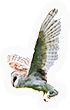 PCK-owl.png