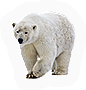 PCK-polar_bear.png