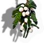 Mistletoe