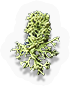 Lichen