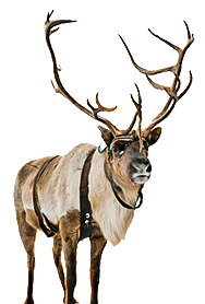 REQ-caribou.png
