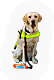 PCK-dog-m1.png