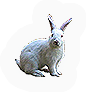 PCK-rabbit.png