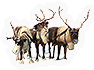 HDN-reindeer.png