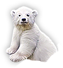 PCK-polar_bear.png