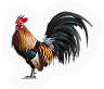 PCK-rooster.png