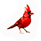 Cardinal