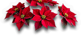 Poinsettia