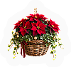 Poinsettia