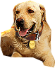 PRE-animalFood-giveDog+dogComplete.png