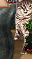 PRE-mouse-cat+cattoy.png
