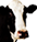 HDN-cow.png
