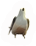 Cuckoo
