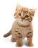 HDN-cat.png