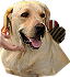 PRE-bone-dog+giveBone.png