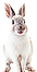 HDN-white_rabbit.png