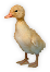 HDN-duckling.png