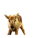 PRE-bottle-calf+feed.png