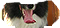 PRE-bone-dog+give.png
