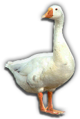 HDN-Goose_A_Laying.png