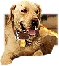 PRE-bone-giveBone+dogComplete.png