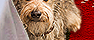 PRE-bone-dog+giveBone.png